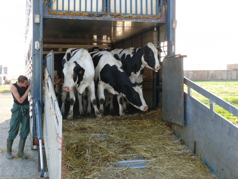 Перевозка коров и быков